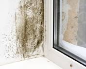 How to Spot Damp in Your Home