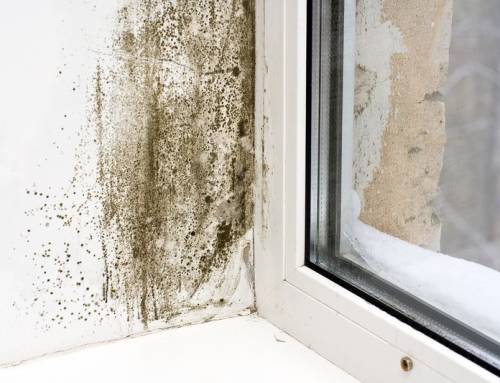 How to Spot Damp in Your Home